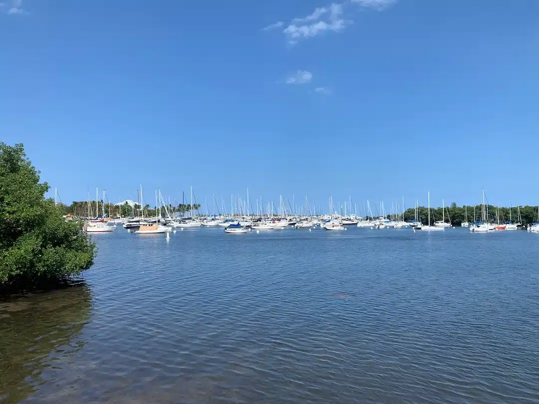 Marina view in Coconut Grove with sailboats docked on calm Biscayne Bay waters, surrounded by lush greenery under a clear blue sky.