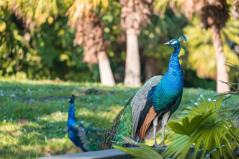 Peacocks in a tropical park in Coconut Grove surrounded by palm trees, lush greenery, and natural wildlife common to the neighborhood.