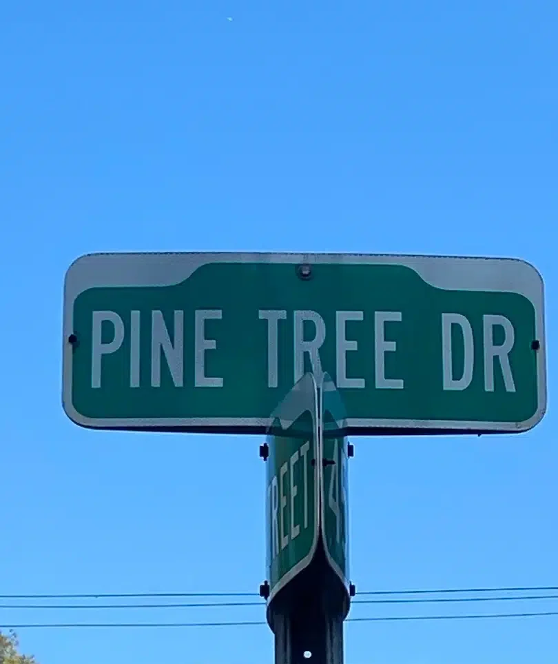 Pine Tree Drive street sign in Miami Beach against a clear blue sky at a residential intersection.