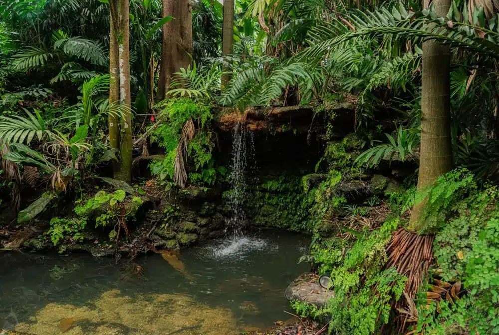 Tropical garden waterfall in Pinecrest surrounded by lush greenery, palm trees, and shaded walking paths in a serene natural setting.