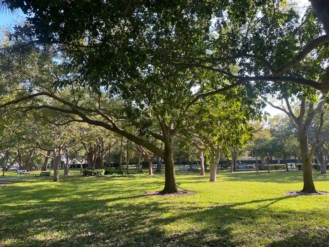 Wide green lawn with mature shade trees and filtered sunlight at Pinetree Park in Miami Beach.