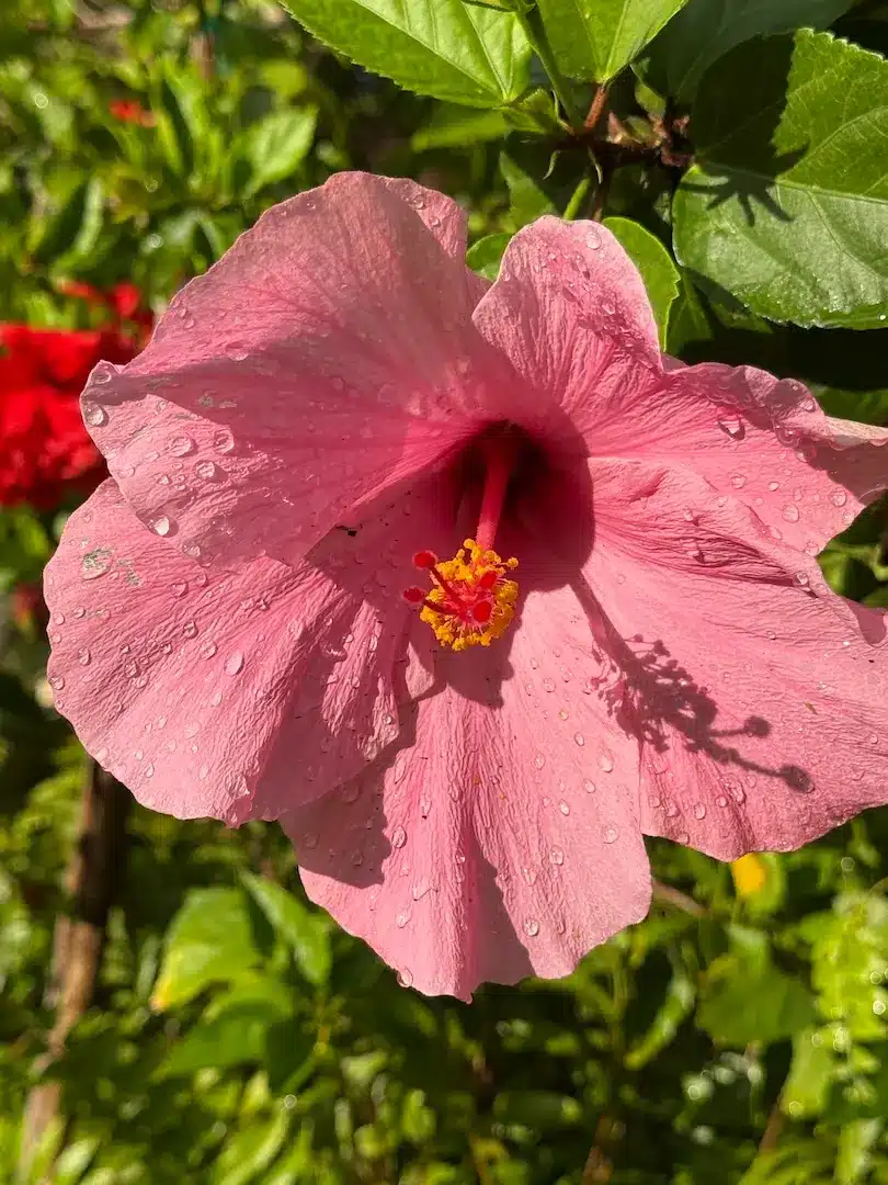 Pink hibiscus flower with water droplets in the Shenandoah neighborhood of Miami.