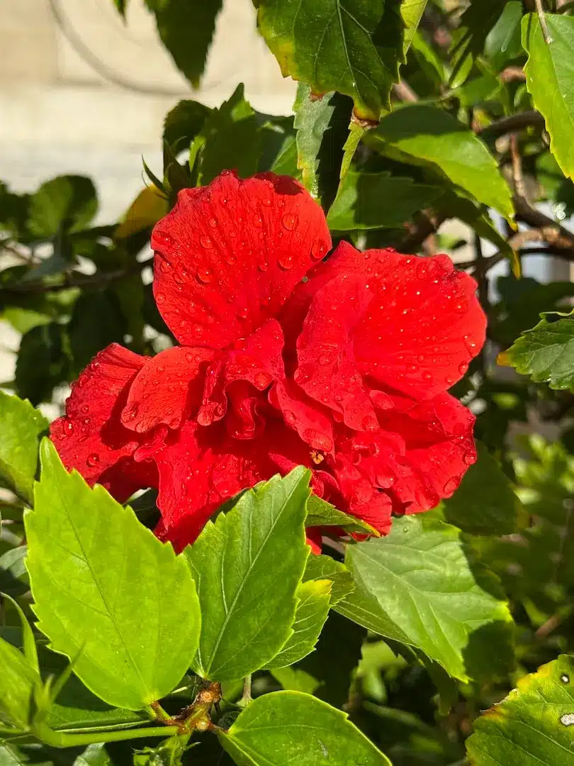 Red hibiscus flower with water droplets in the Silver Bluff neighborhood of Miami.