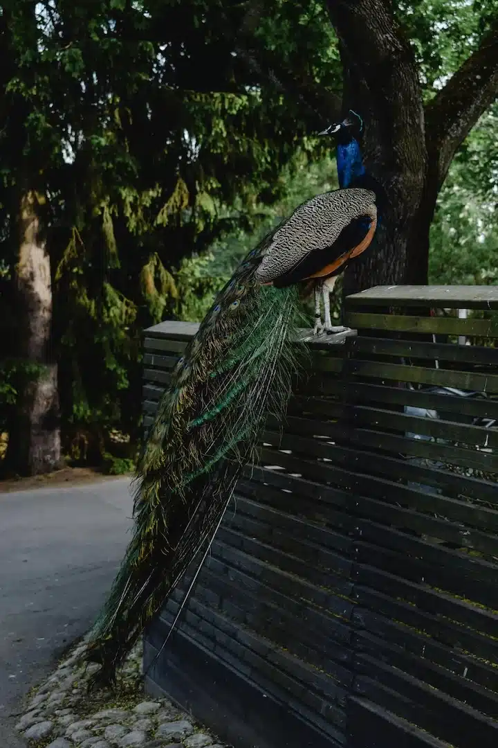 Peacock perched along a residential street in The Roads neighborhood of Miami, surrounded by lush tropical trees and greenery.